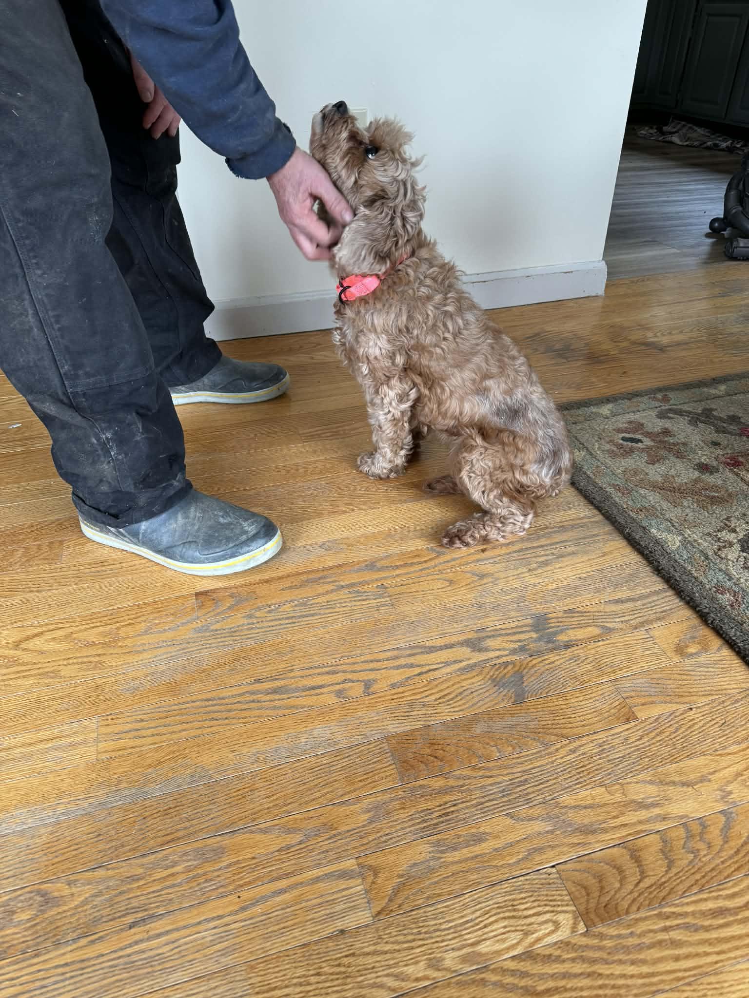 Carmel, a ADOPTABLE Cavapoo in Brunswick, ME image 2/2