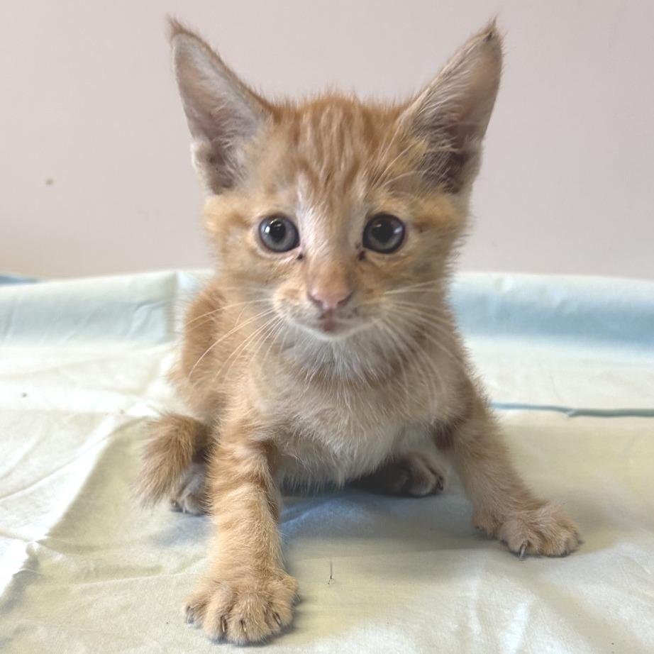 Enlarge Kat*, a Adoptable Domestic Short Hair in San Gabriel, CA image 1/1