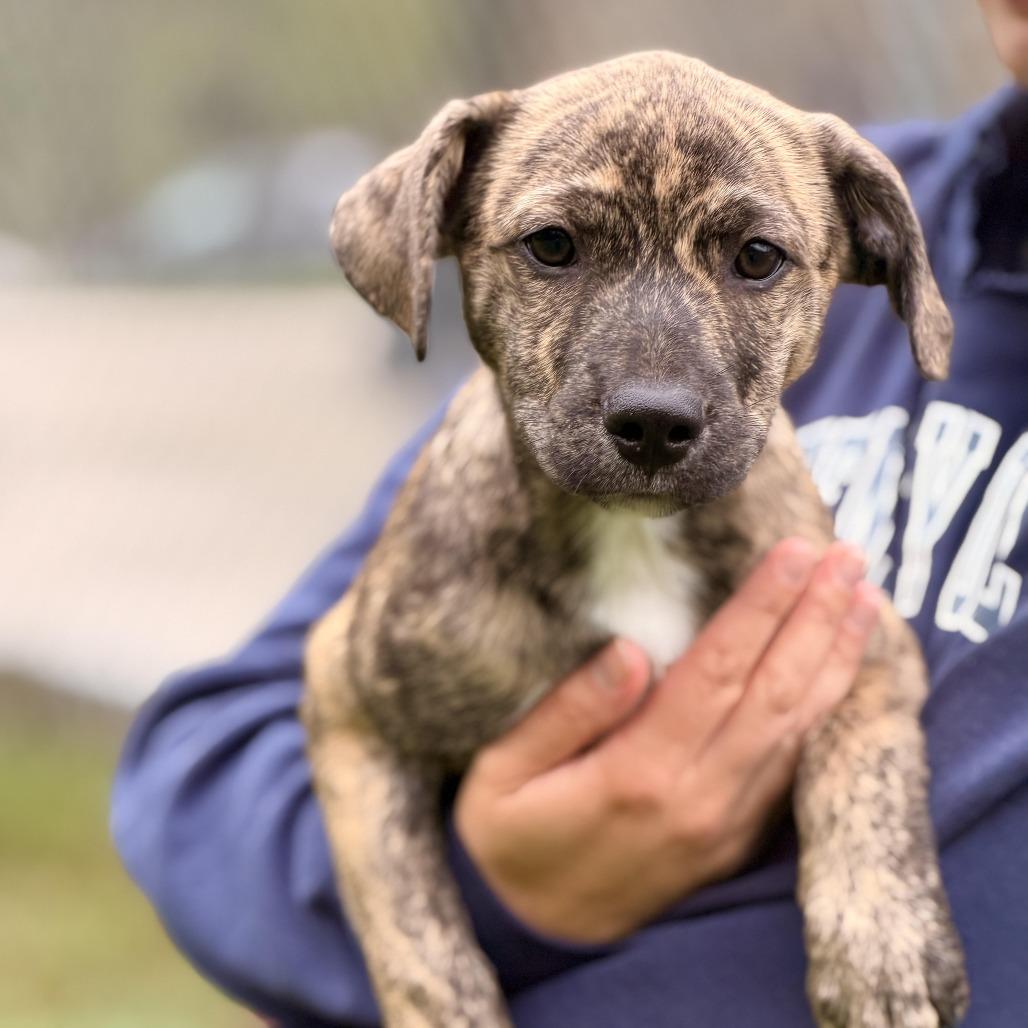 Tierra, Adoptable, Puppy Female Australian Shepherd & Plott Hound.