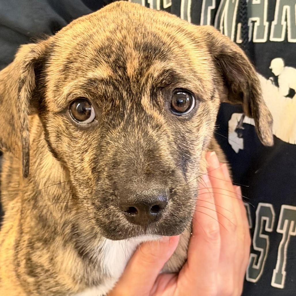 Enlarge Tierra, a Adoptable mixed breed in Sparta, NJ image 2/5