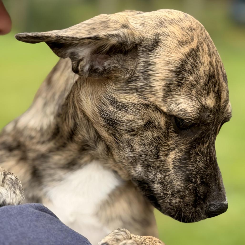 Enlarge Tierra, a Adoptable mixed breed in Sparta, NJ image 3/5