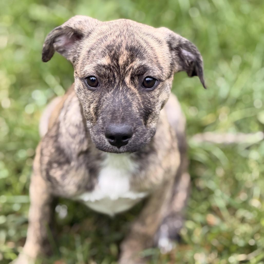 Enlarge Tierra, a Adoptable mixed breed in Sparta, NJ image 4/5
