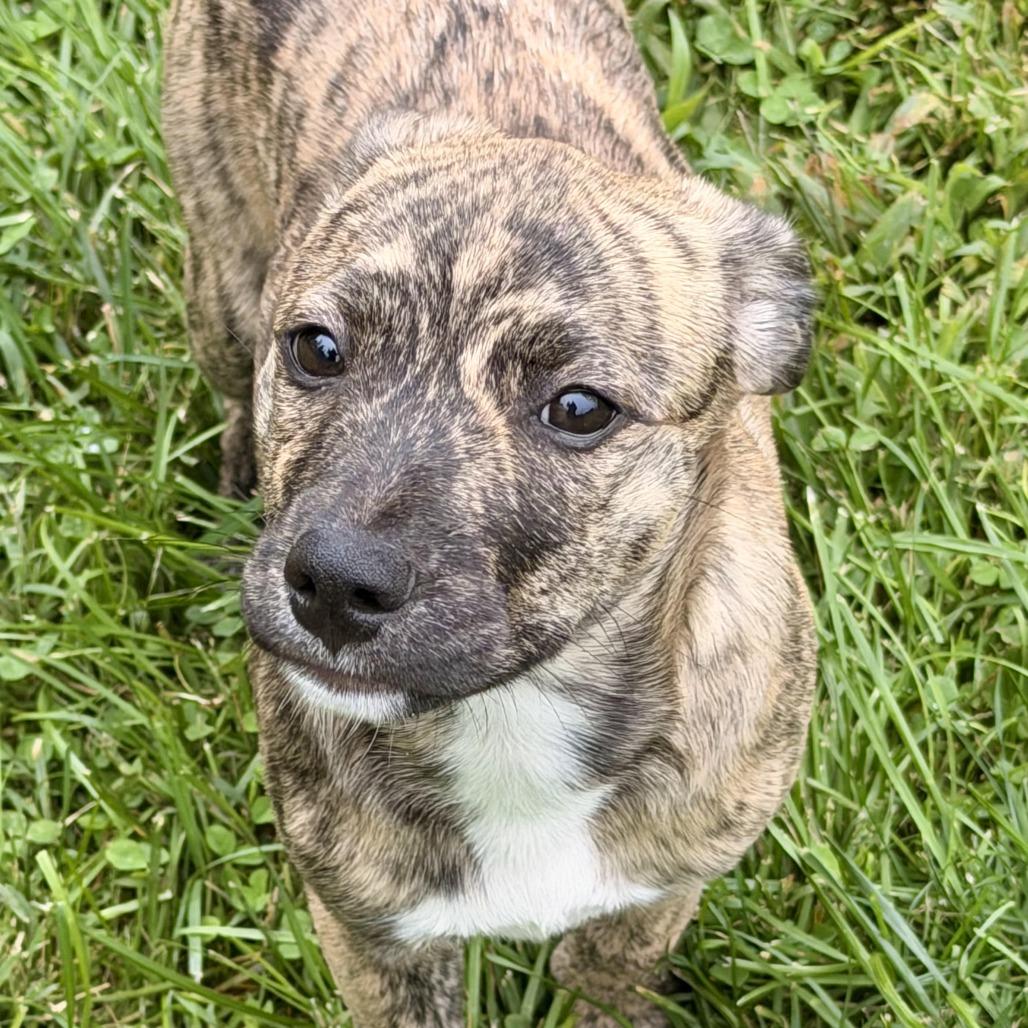 Enlarge Tierra, a Adoptable mixed breed in Sparta, NJ image 5/5