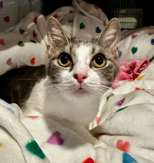 Zoe, ADOPTABLE, Young Female American Shorthair.