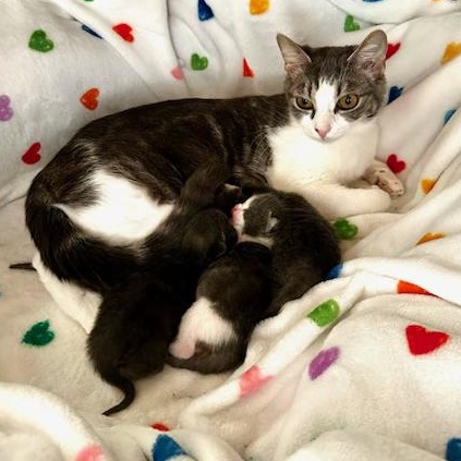 Zoe, a ADOPTABLE American Shorthair in Bristow, VA image 3/3