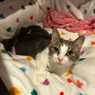 Zoe, a ADOPTABLE American Shorthair in Bristow, VA image 2/3