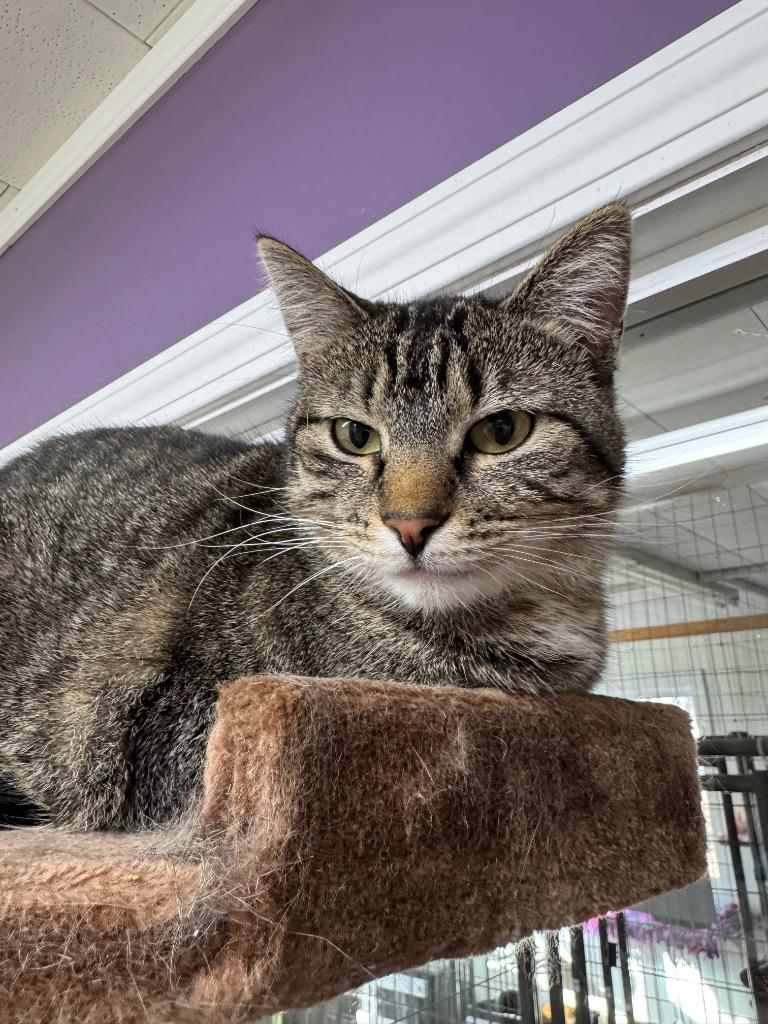 Enlarge Peanut, a Adoptable mixed breed in Hastings, NE image 1/1
