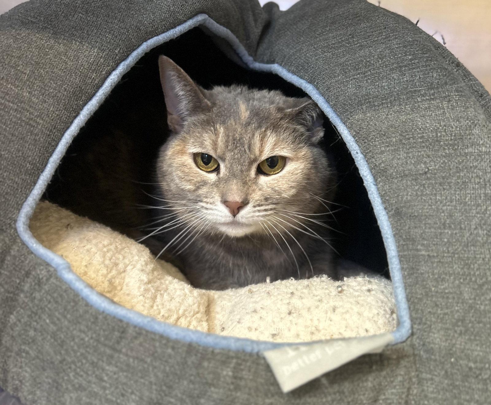 Enlarge Hazel, a Adoptable Domestic Short Hair in Arlington, VT image 1/3