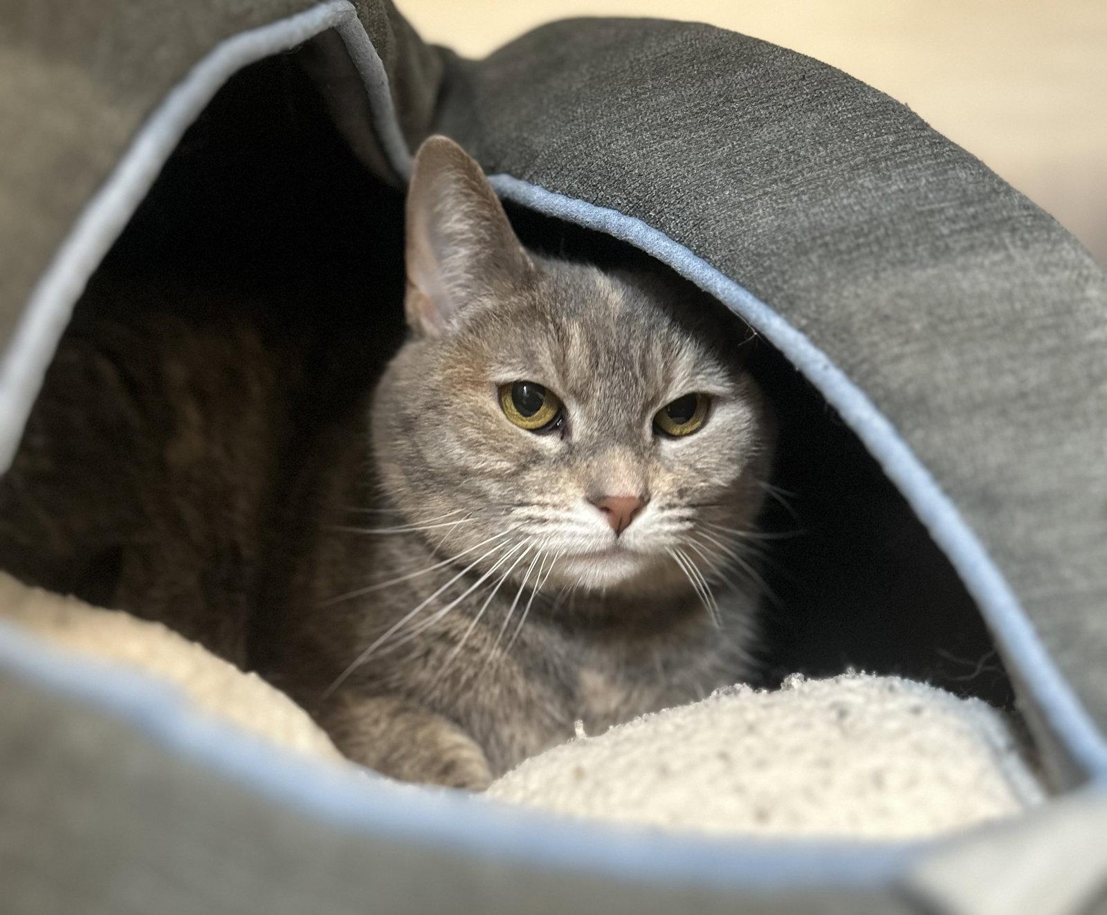 Enlarge Hazel, a Adoptable Domestic Short Hair in Arlington, VT image 2/3