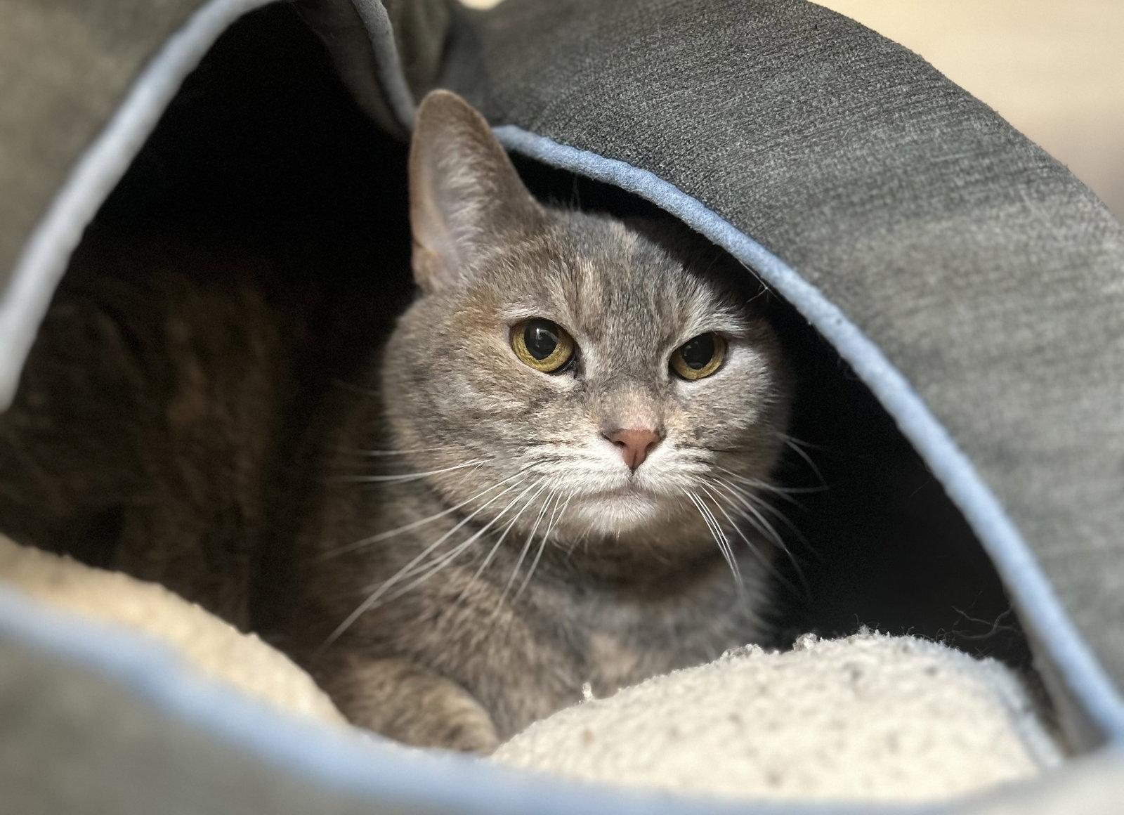 Enlarge Hazel, a Adoptable Domestic Short Hair in Arlington, VT image 3/3