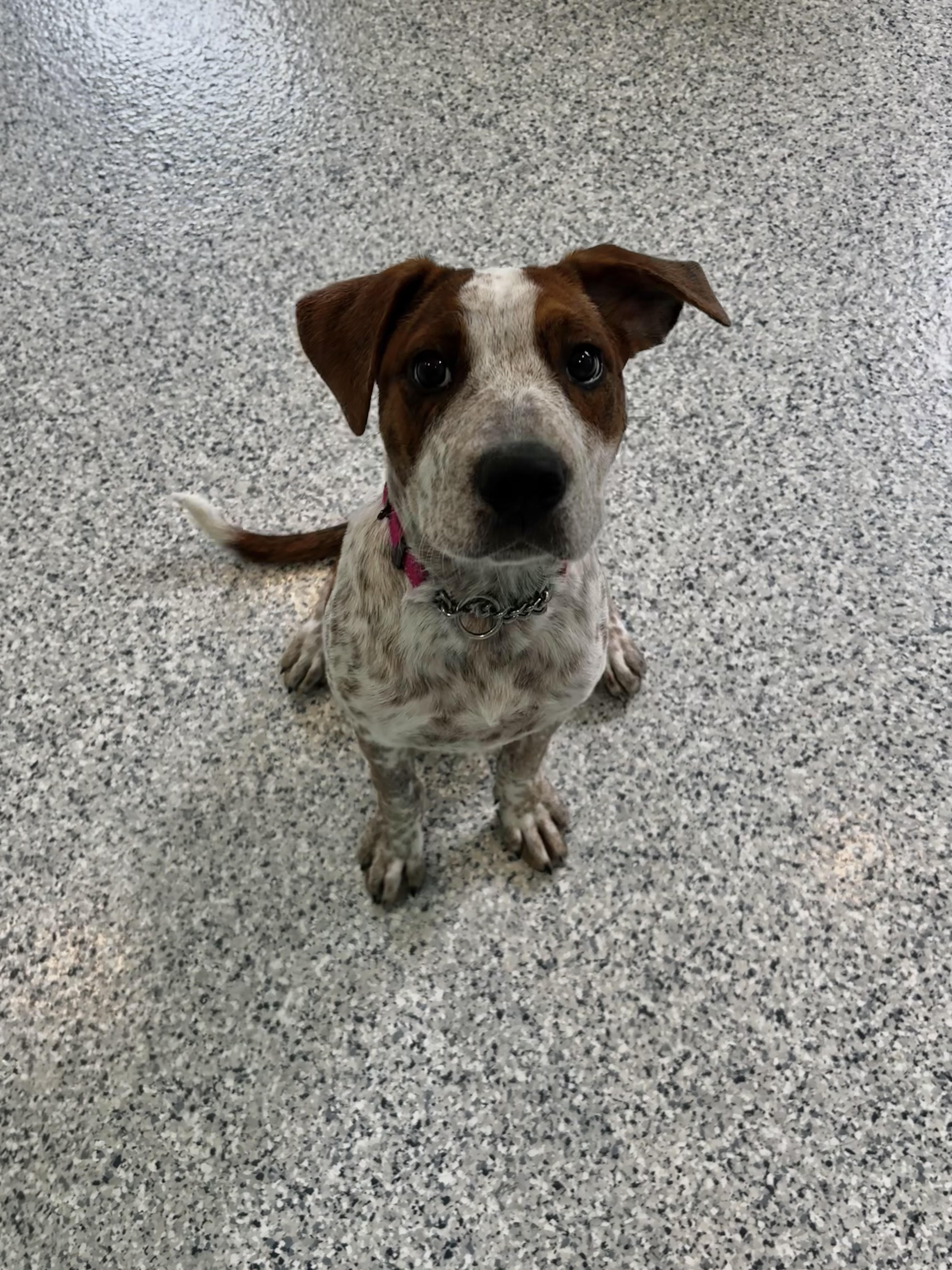 Loretta, adopted, Young Female American Bulldog.