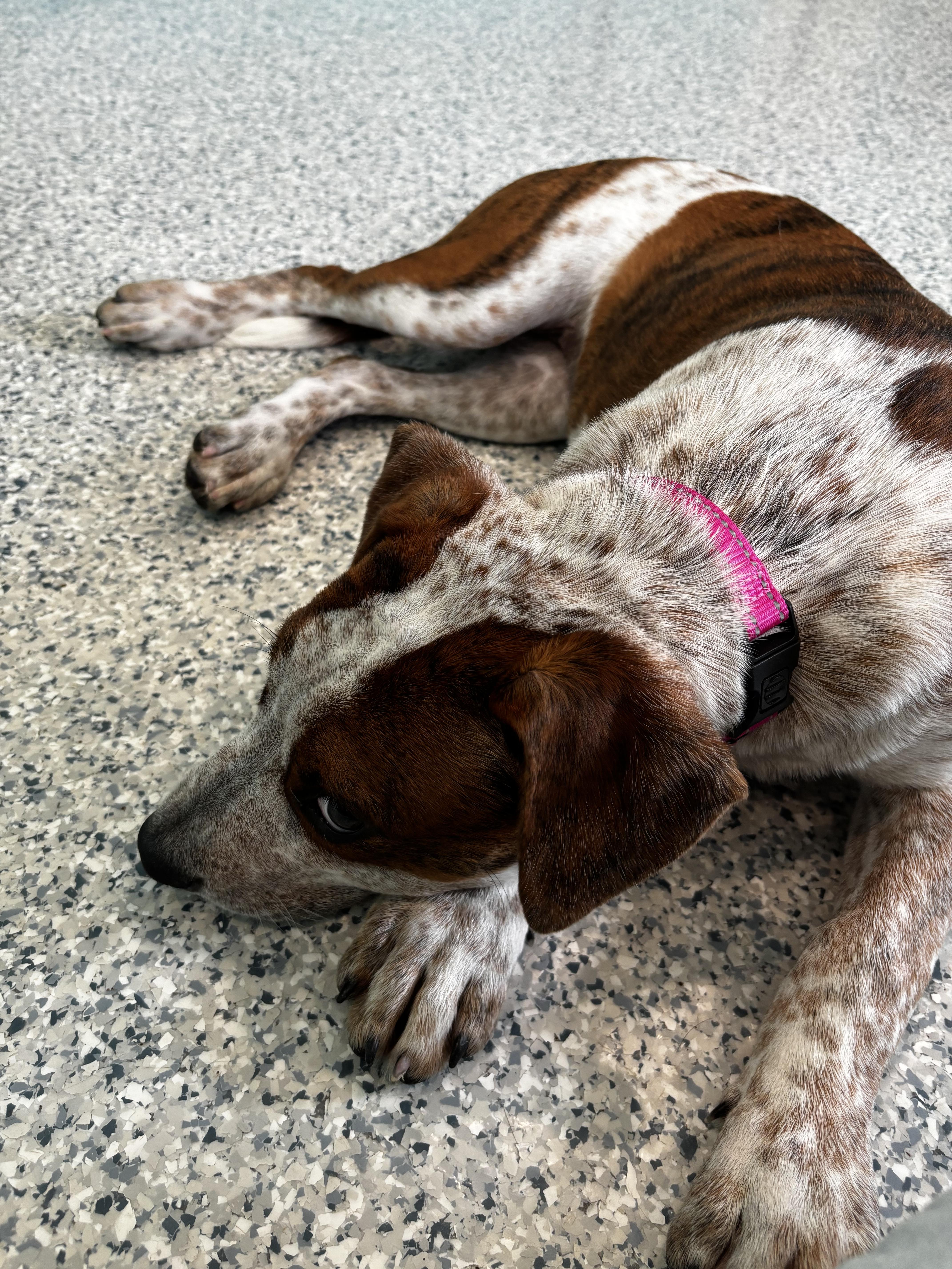 Loretta, an adopted mixed breed in Hutchinson, MN image 2/3