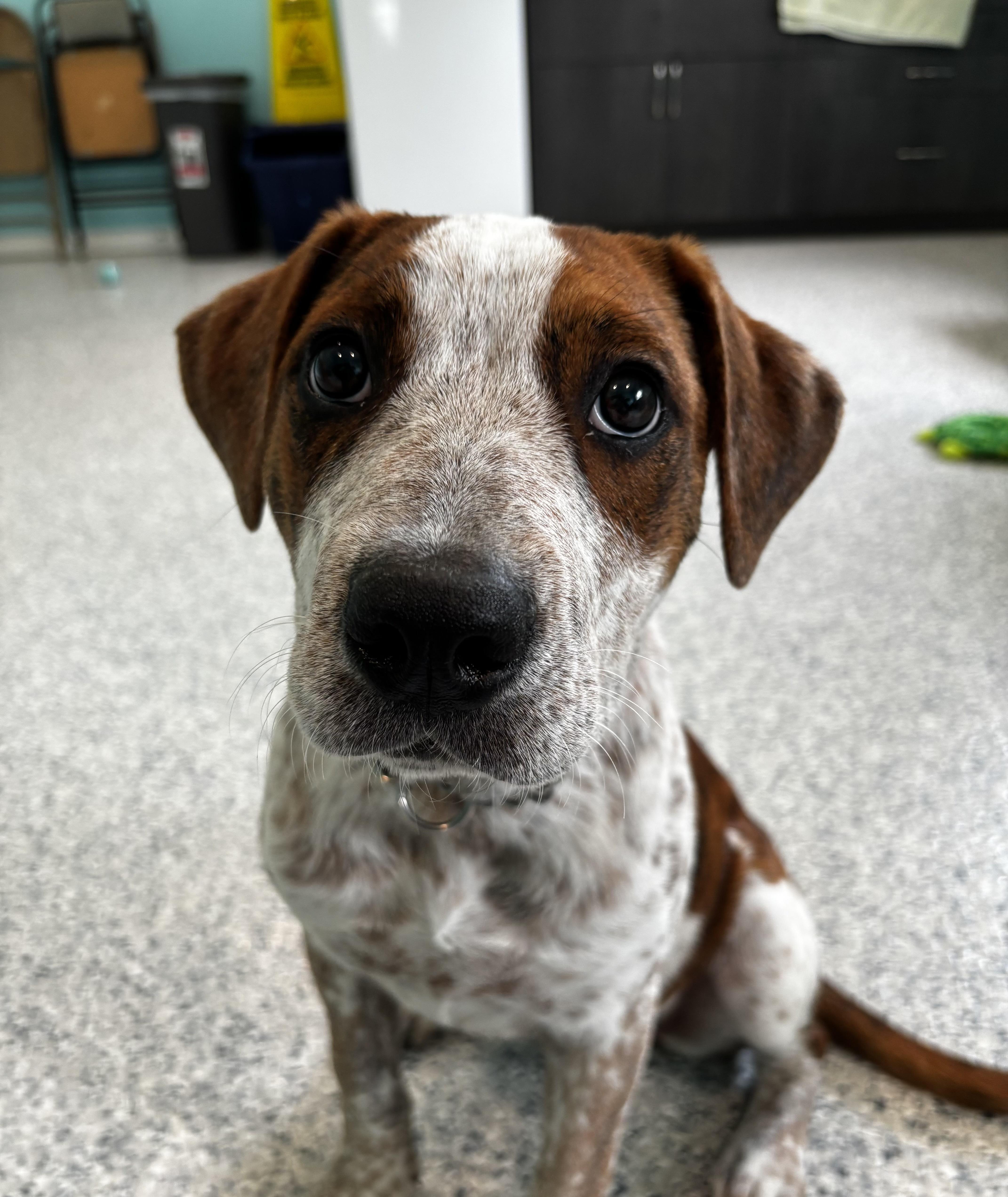 Loretta, an adopted mixed breed in Hutchinson, MN image 3/3