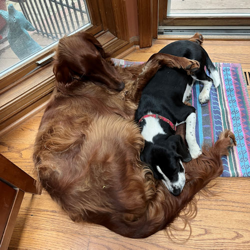 Enlarge Bologna, a Adopted Beagle in Toledo, OH image 4/6