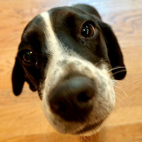 Enlarge Bologna, a Adopted Beagle in Toledo, OH image 2/6