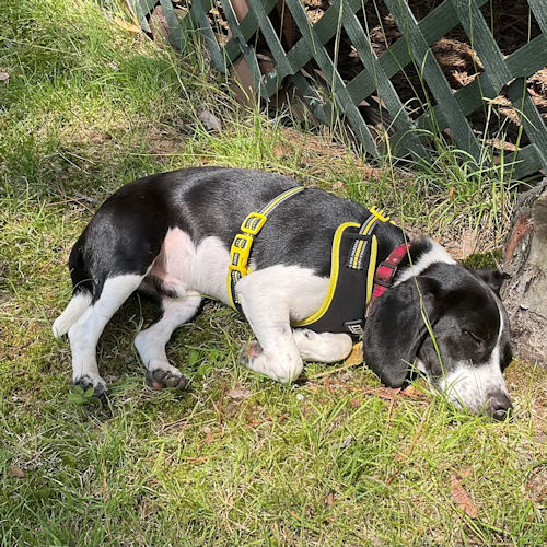 Enlarge Bologna, a Adopted Beagle in Toledo, OH image 3/6