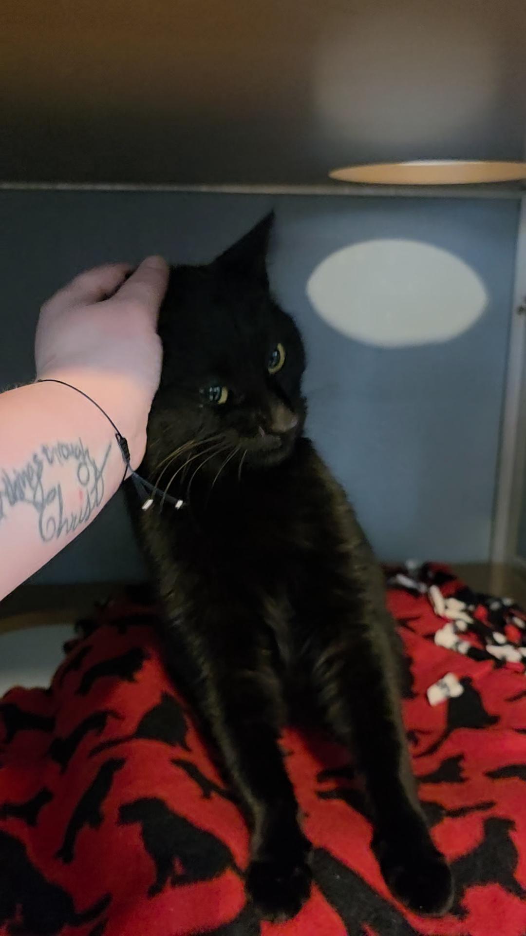 Enlarge Eggs Benedict, an adopted Domestic Short Hair in Renfrew, PA image 4/5