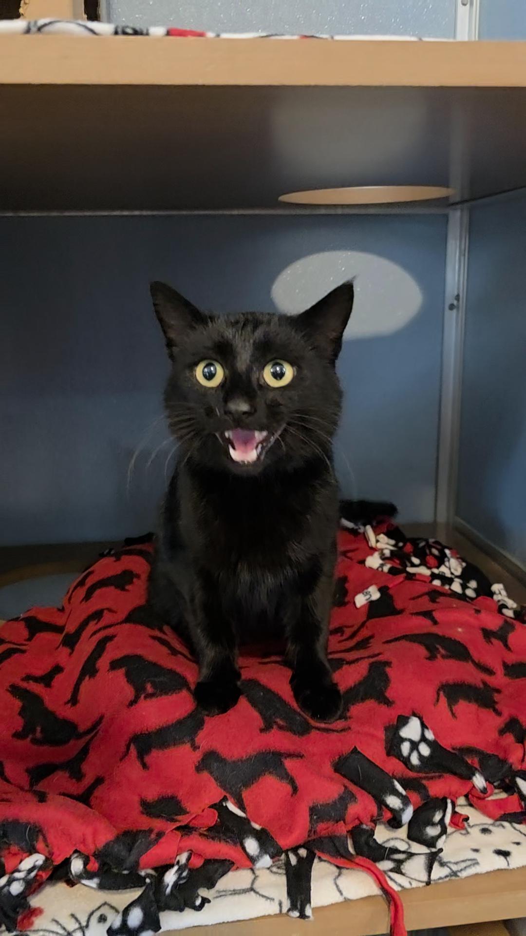 Enlarge Eggs Benedict, an adopted Domestic Short Hair in Renfrew, PA image 5/5