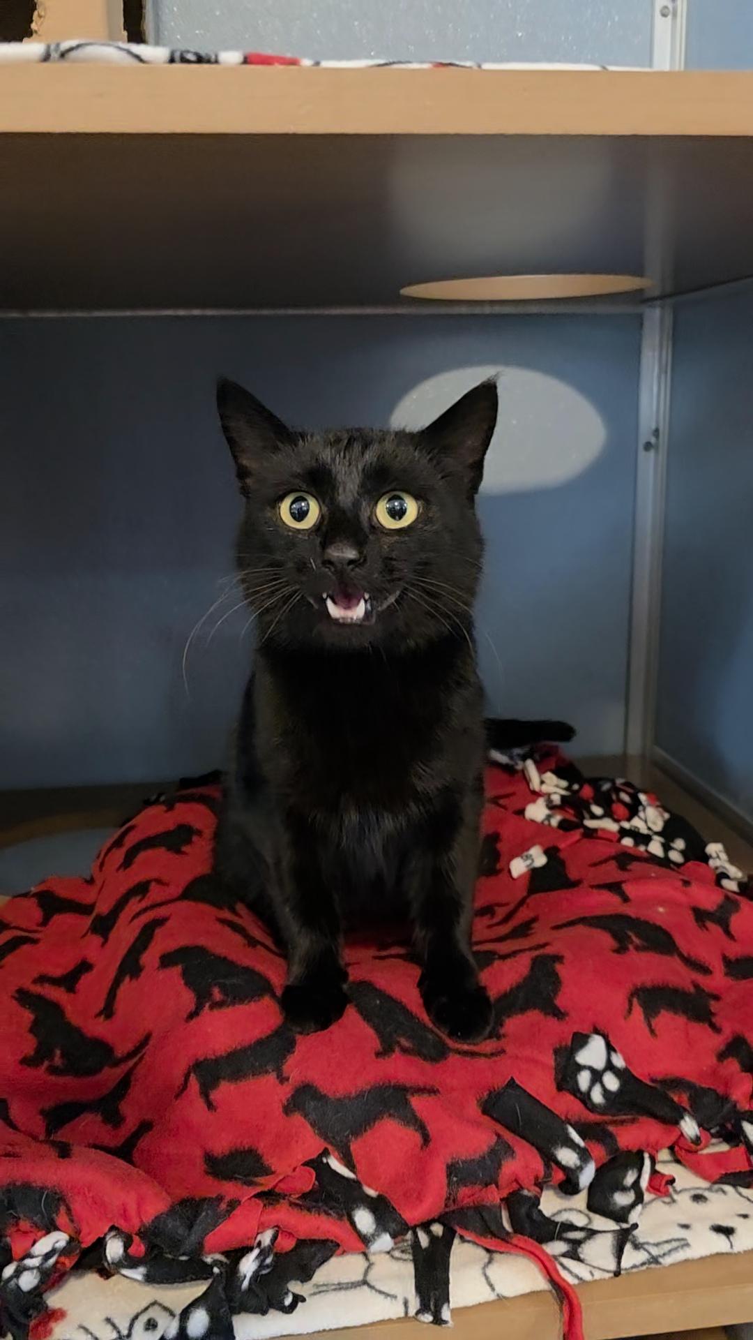 Enlarge Eggs Benedict, an adopted Domestic Short Hair in Renfrew, PA image 1/5