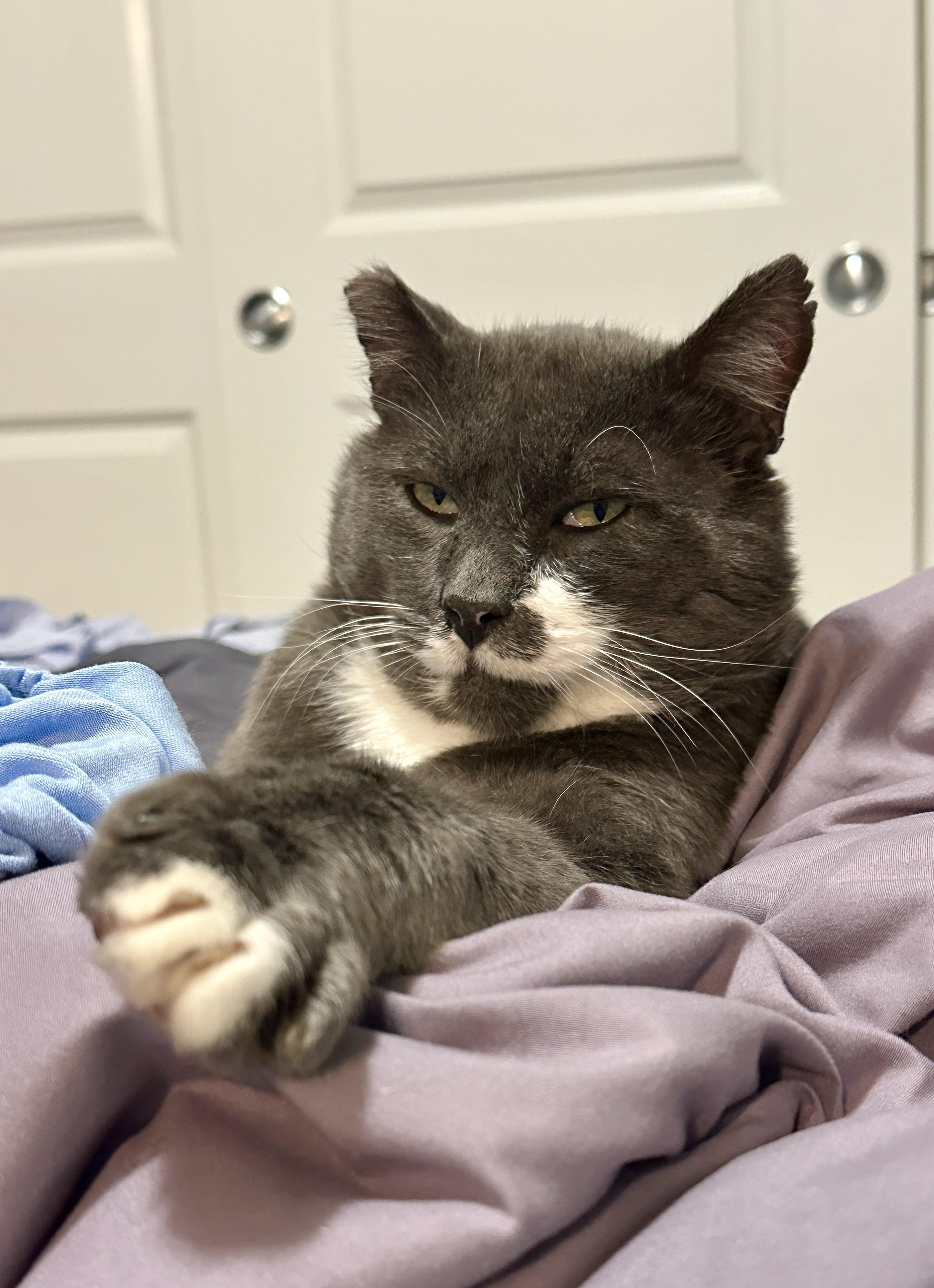 Halfstache, a Adoptable Domestic Short Hair in Seattle, WA image 2/6