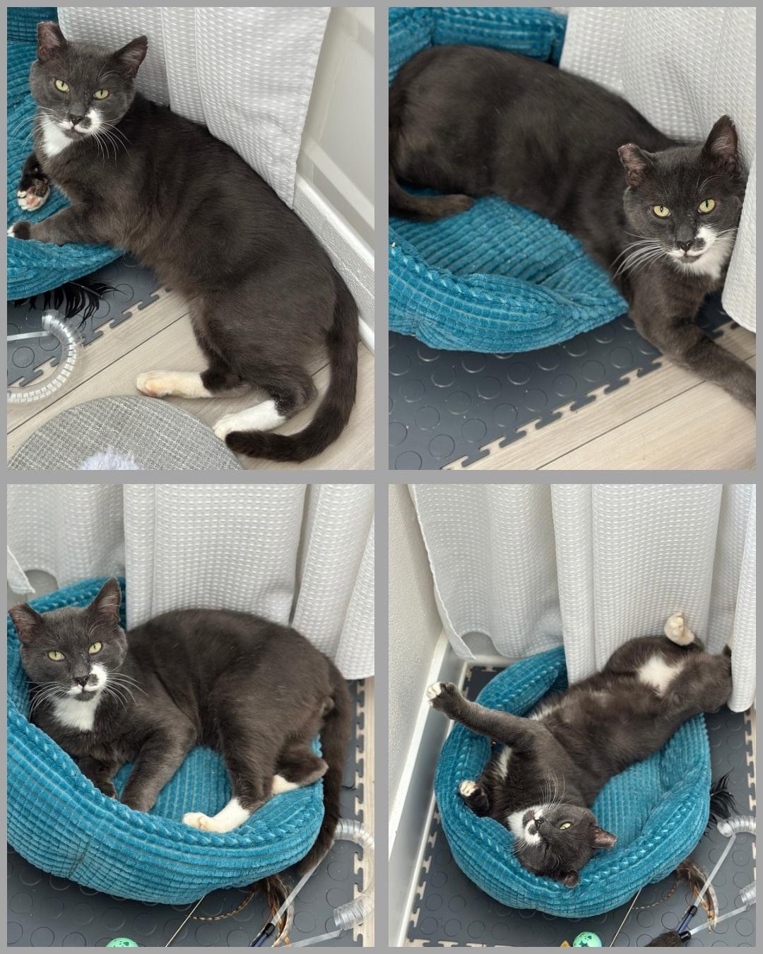 Halfstache, a Adoptable Domestic Short Hair in Seattle, WA image 4/6