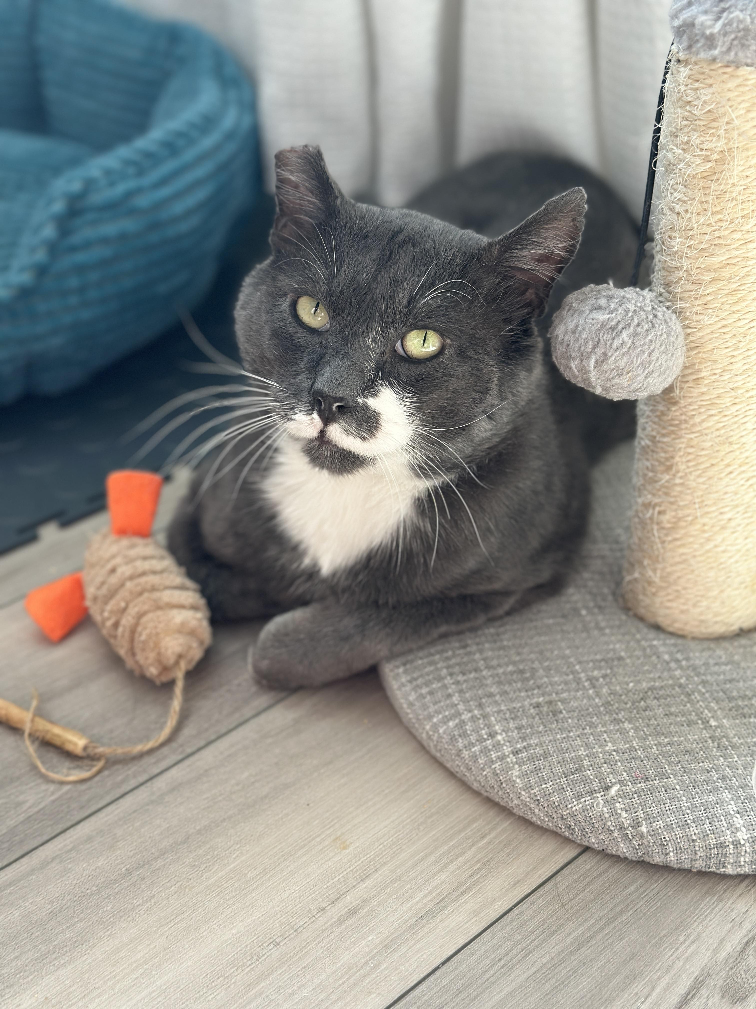 Halfstache, a Adoptable Domestic Short Hair in Seattle, WA image 5/6
