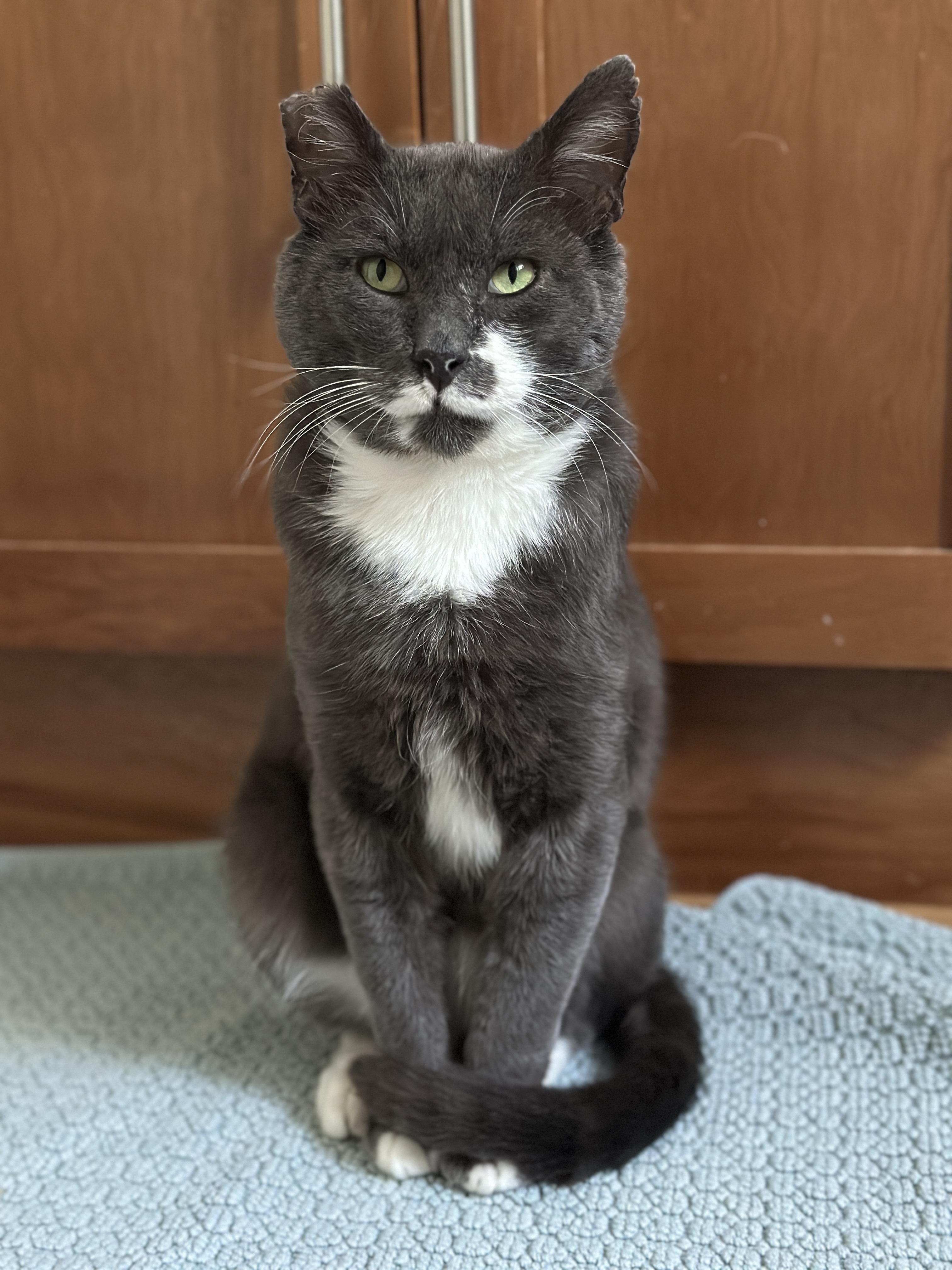 Halfstache, Adoptable, Adult Male Domestic Short Hair.