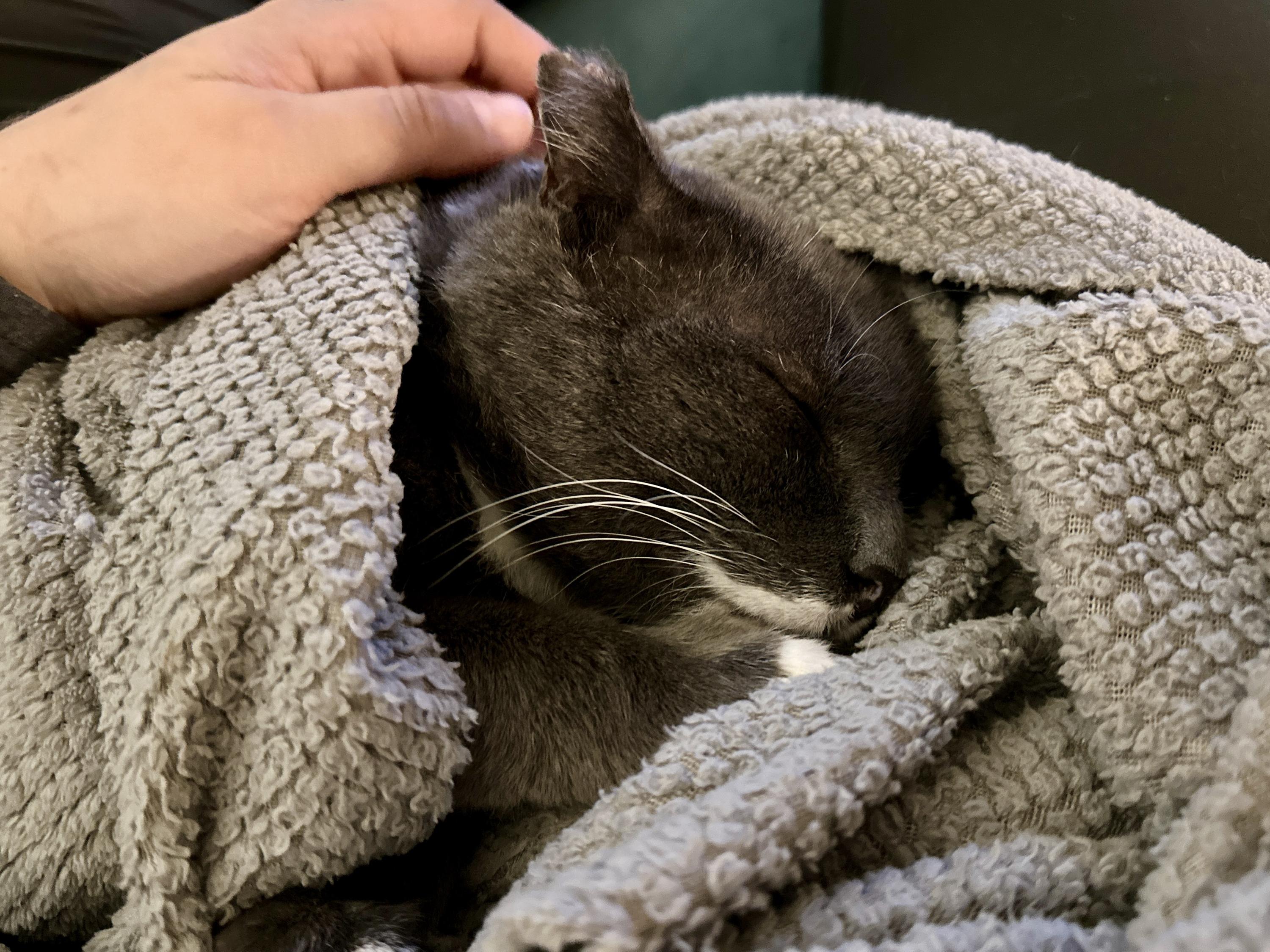 Halfstache, a Adoptable Domestic Short Hair in Seattle, WA image 3/6