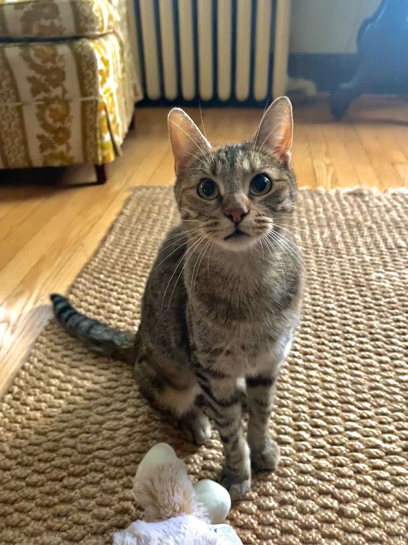 Joy, a Adoptable Domestic Short Hair in Mokena, IL image 1/4