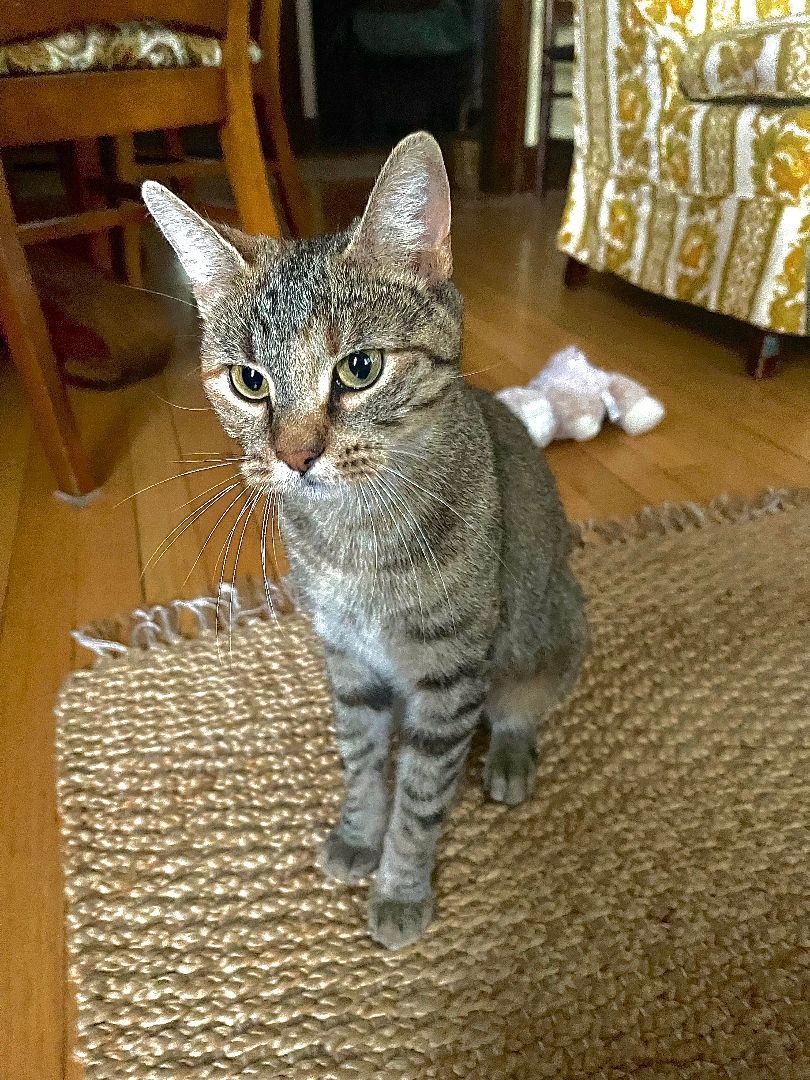 Joy, a Adoptable Domestic Short Hair in Mokena, IL image 2/4