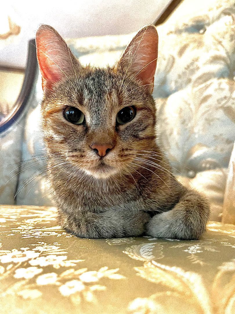 Joy, a Adoptable Domestic Short Hair in Mokena, IL image 3/4