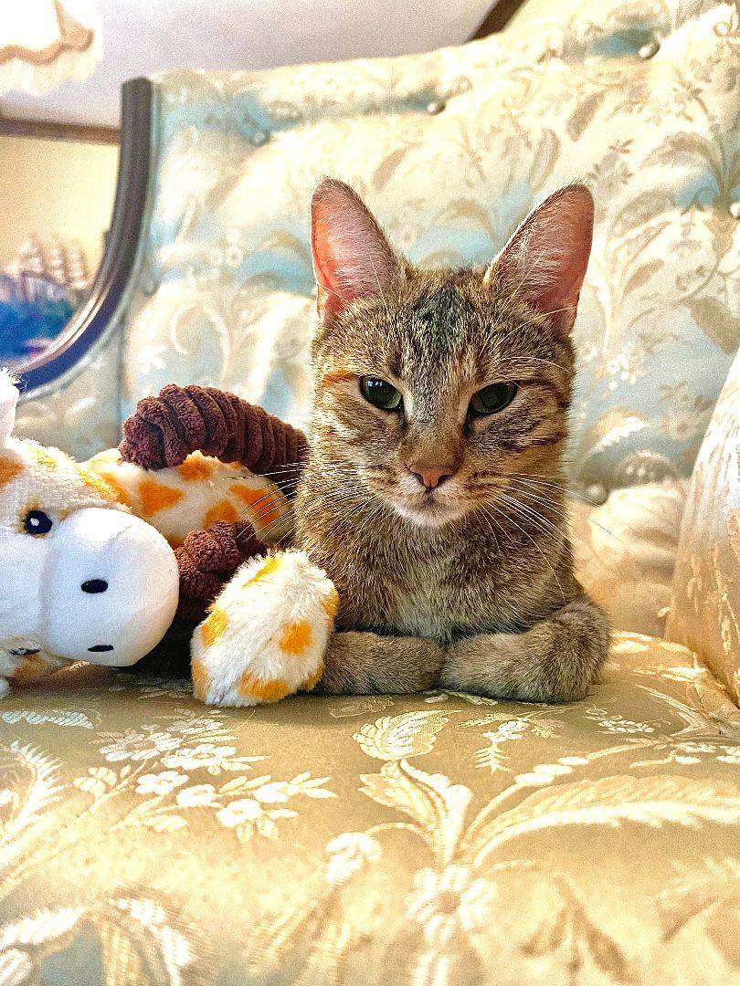 Joy, a Adoptable Domestic Short Hair in Mokena, IL image 4/4