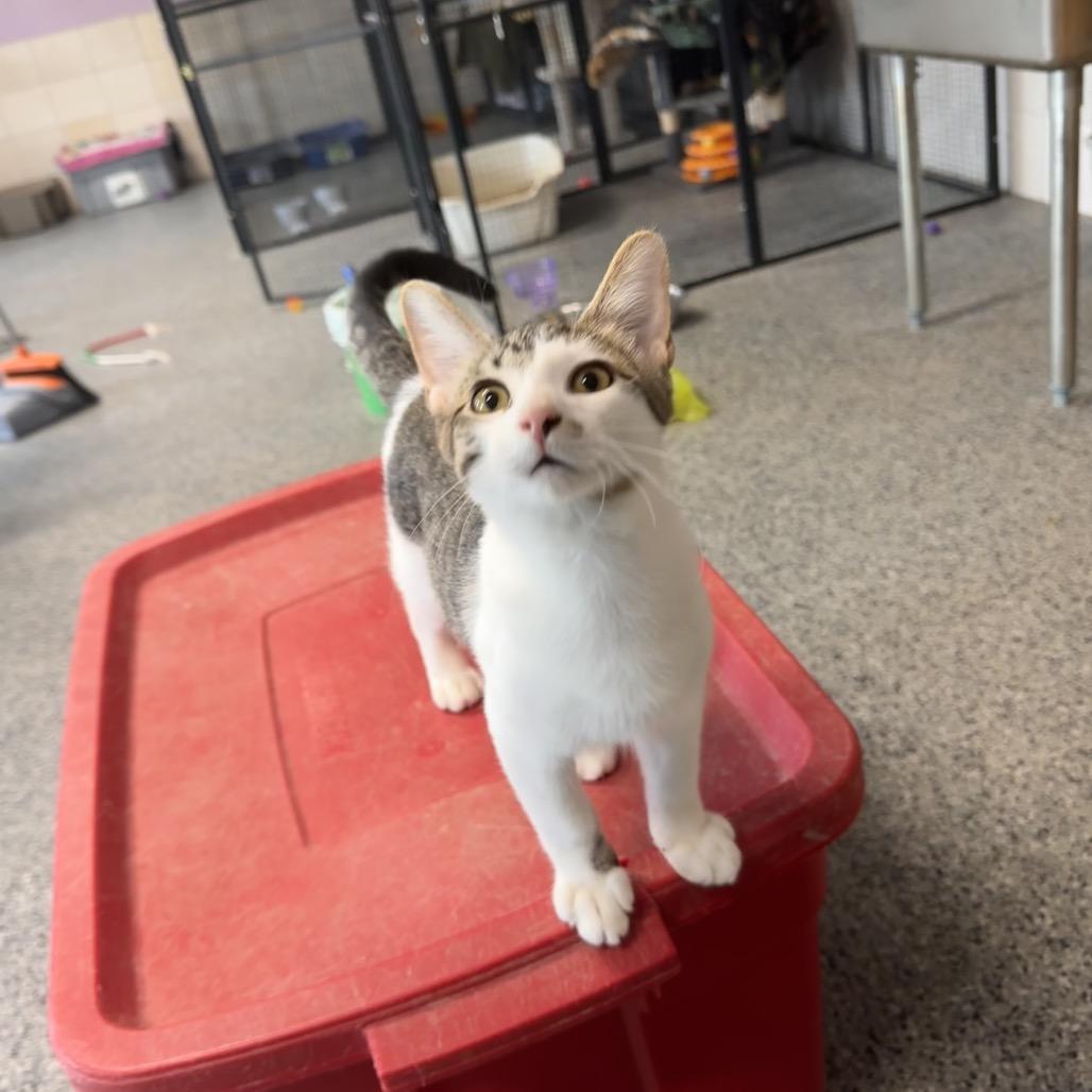 Fernando, Adoptable, Kitten Male Domestic Medium Hair.