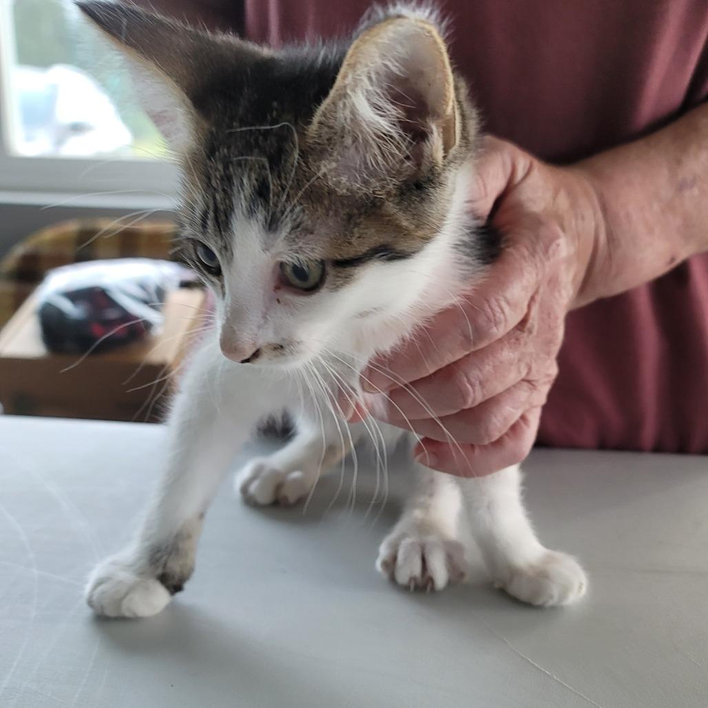 Fernando, Adoptable, Kitten Male Domestic Medium Hair.