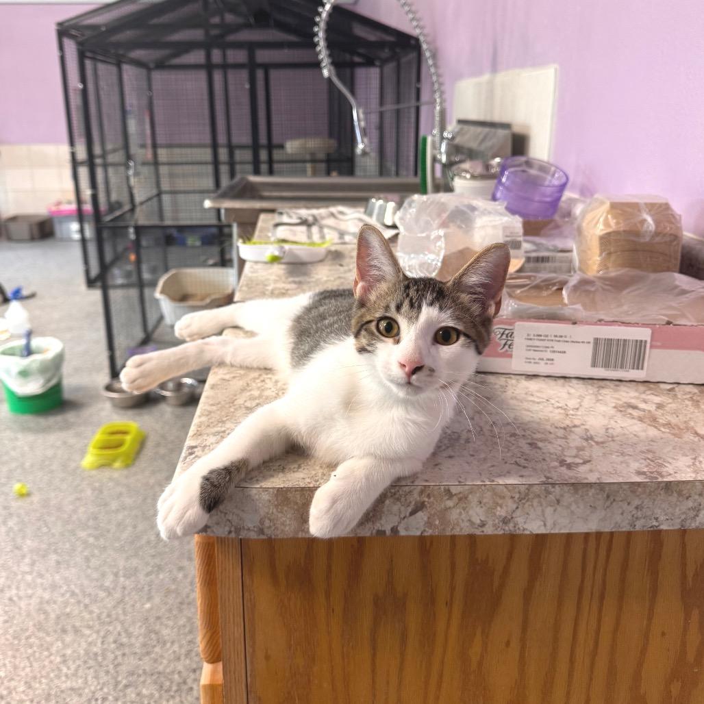Enlarge Fernando, a Adoptable Domestic Medium Hair in Mondovi, WI image 3/4