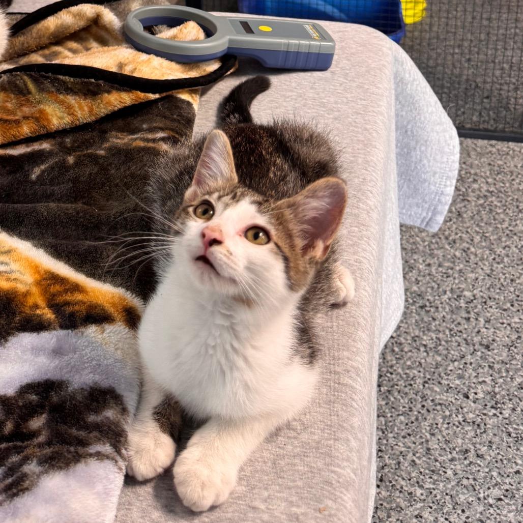 Enlarge Fernando, a Adoptable Domestic Medium Hair in Mondovi, WI image 2/3