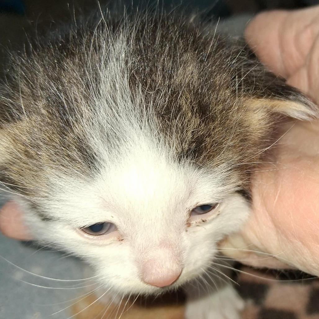 Enlarge Fernando, a Adoptable Domestic Medium Hair in Mondovi, WI image 3/4