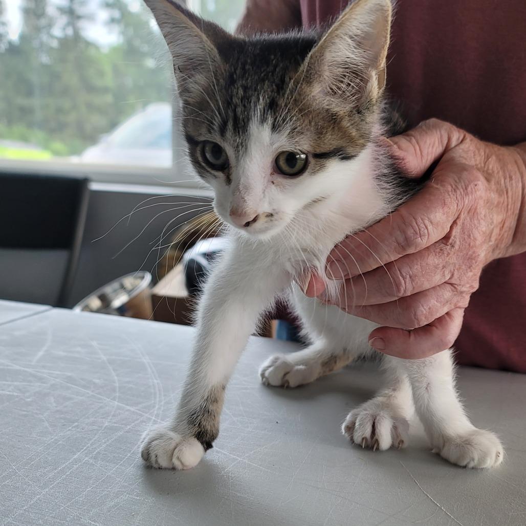 Enlarge Fernando, a Adoptable Domestic Medium Hair in Mondovi, WI image 4/4