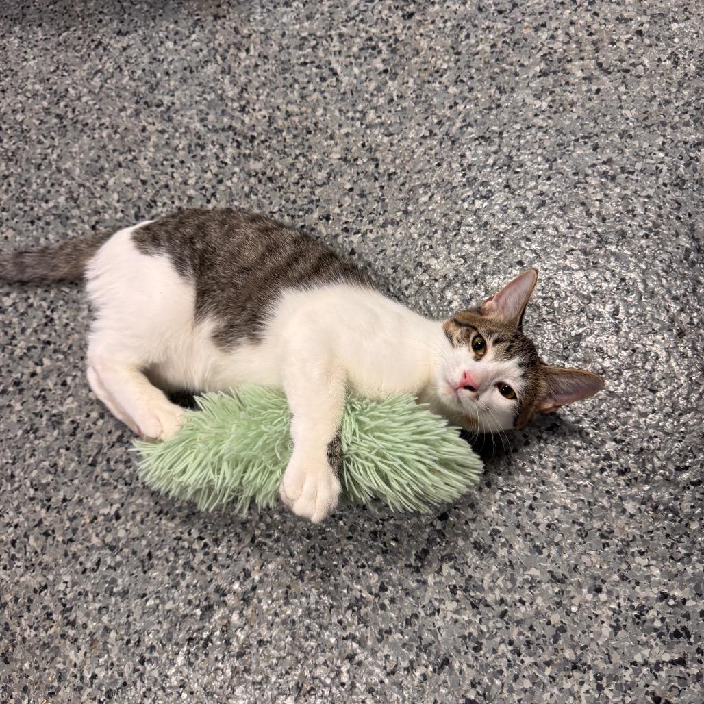 Enlarge Fernando, a Adoptable Domestic Medium Hair in Mondovi, WI image 4/4