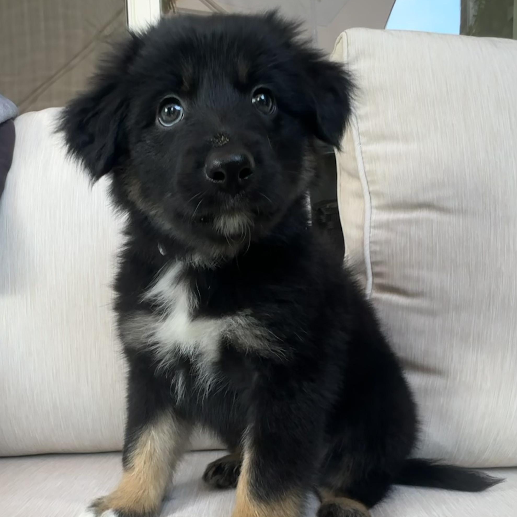 Enlarge Cosmo, an adopted mixed breed in Fort Collins, CO image 1/3