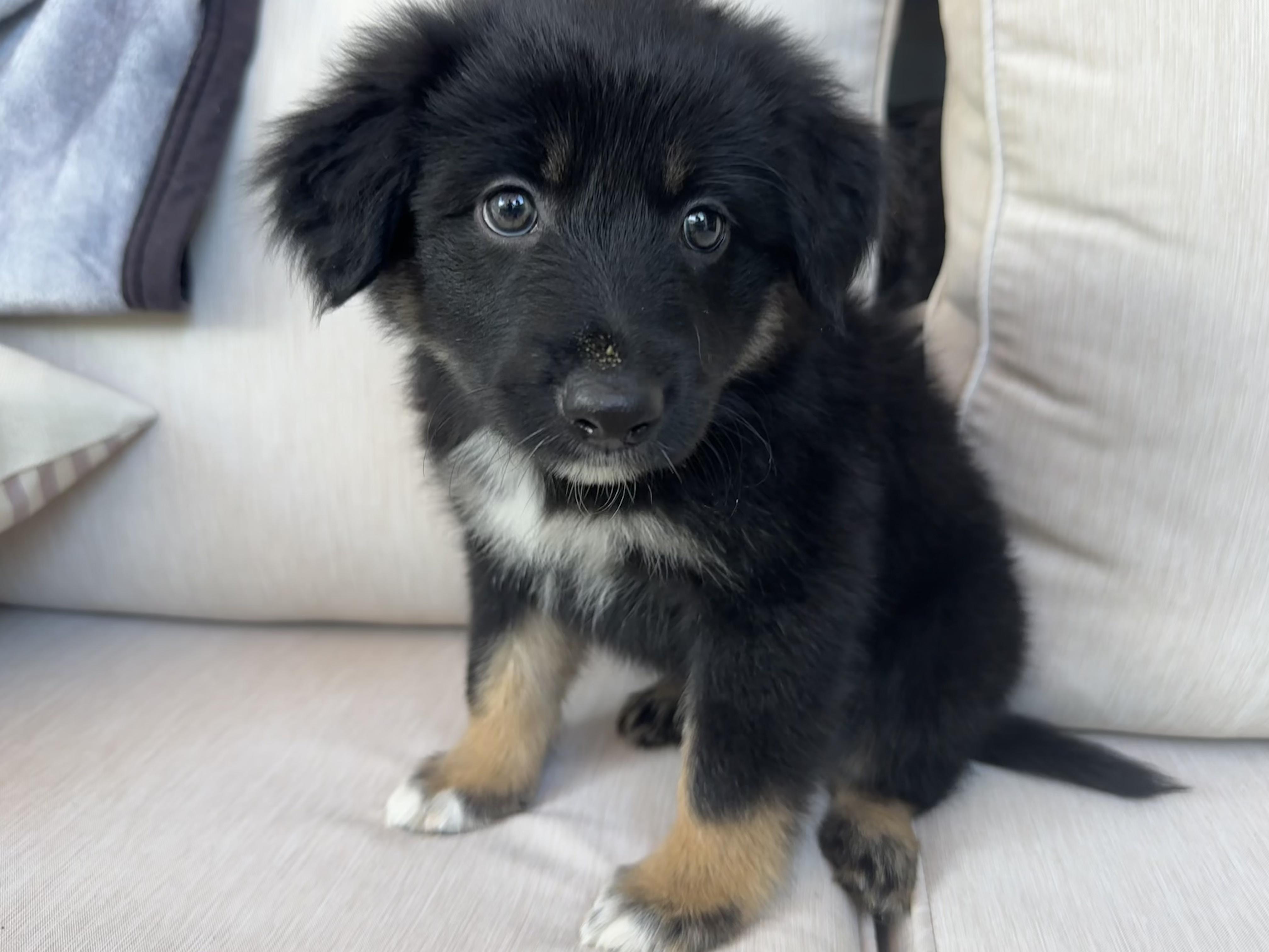 Enlarge Cosmo, an adopted mixed breed in Fort Collins, CO image 2/3
