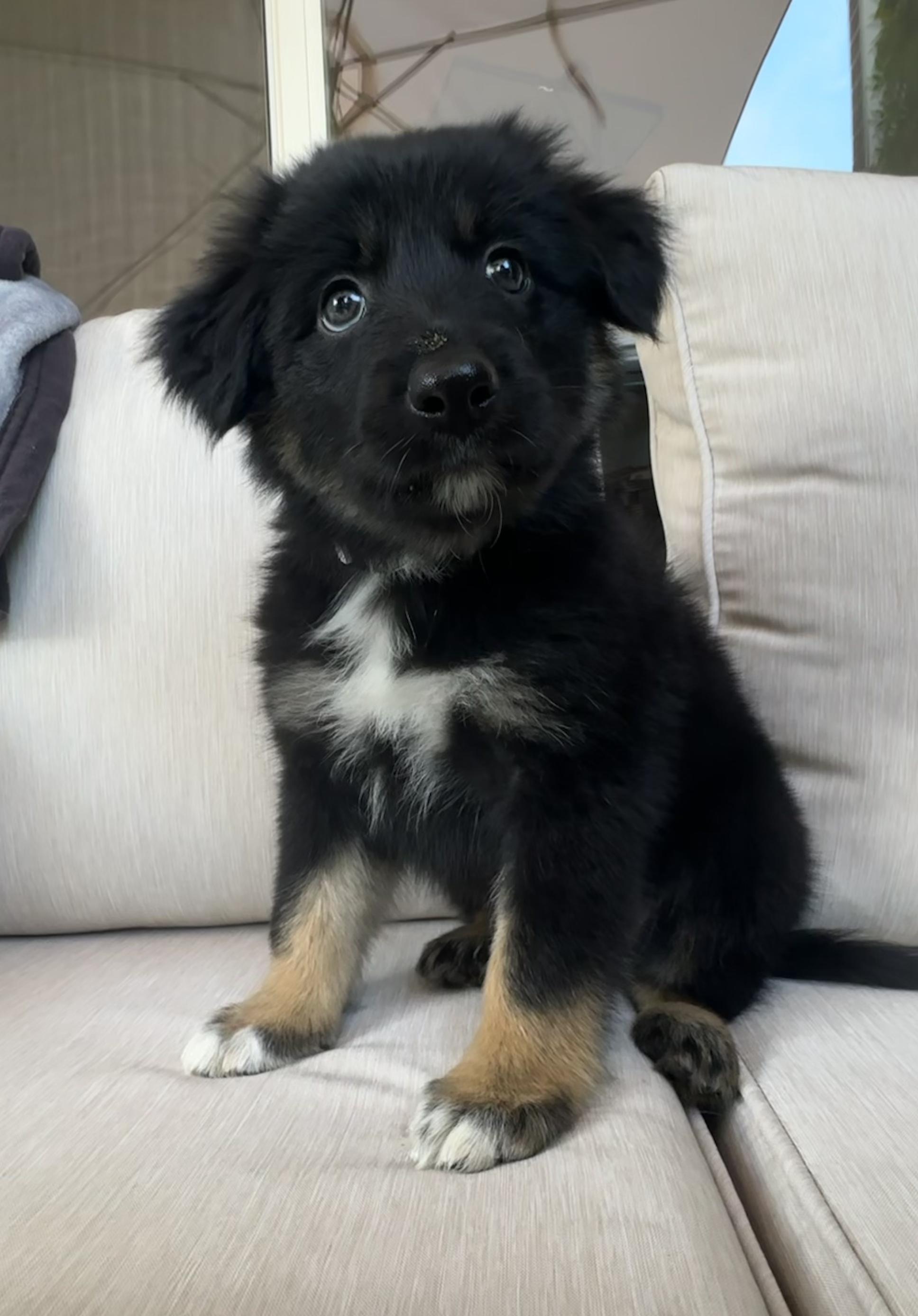 Enlarge Cosmo, an adopted mixed breed in Fort Collins, CO image 3/3