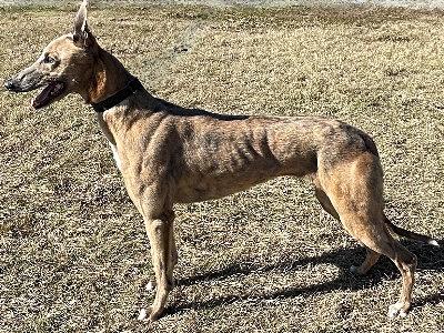 Enlarge Barb (aka Barb's Senorita), a ADOPTABLE Greyhound in Dallas, TX image 1/3