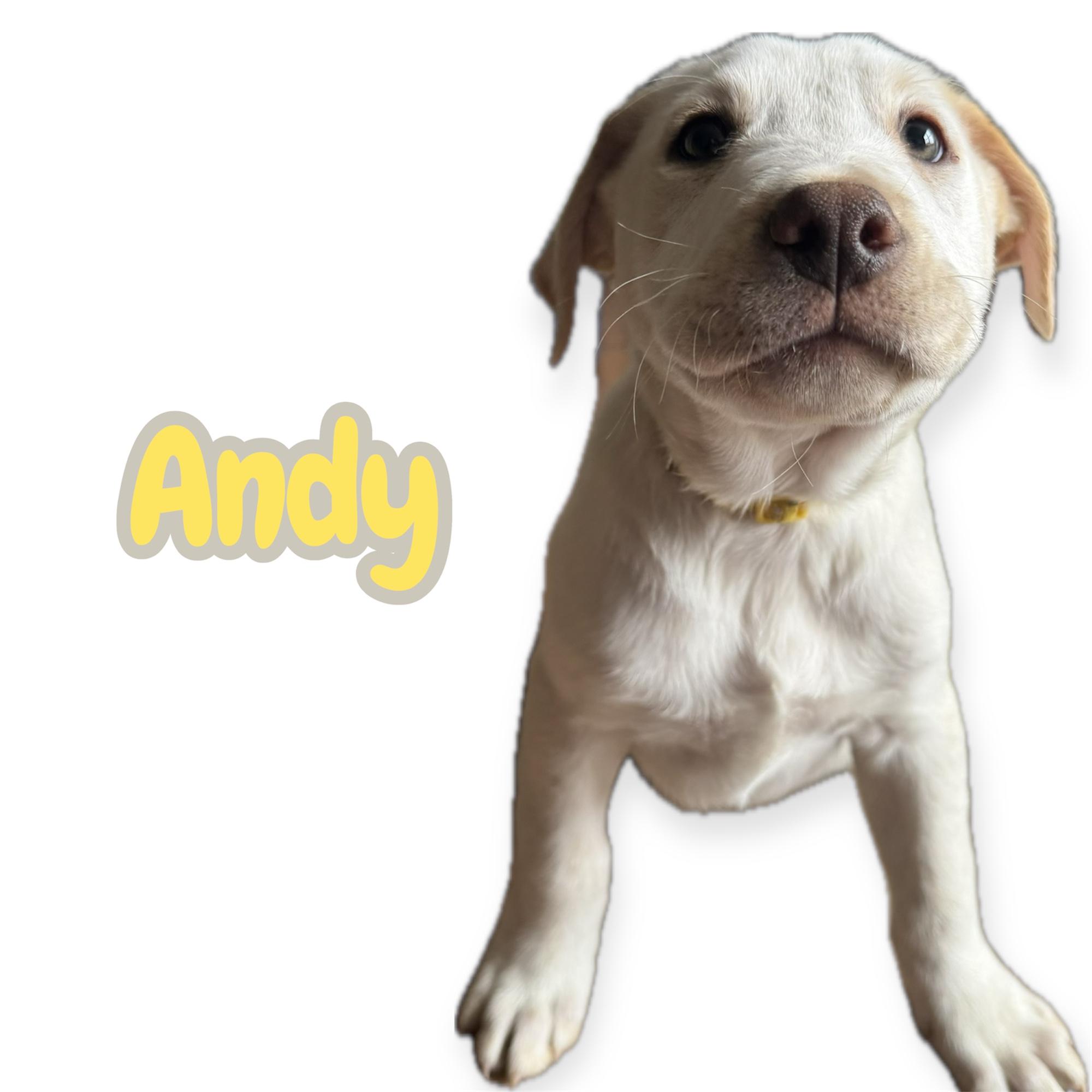 Andy, ADOPTABLE, Puppy Male Labrador Retriever.