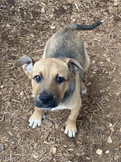 Enlarge Froto, a Adoptable mixed breed in Cumming, GA image 1/3