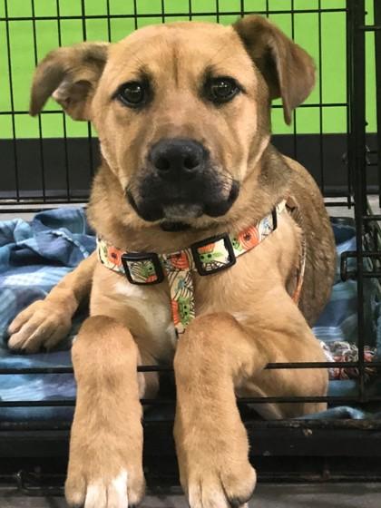 Enlarge Froto, a Adoptable mixed breed in Cumming, GA image 2/3