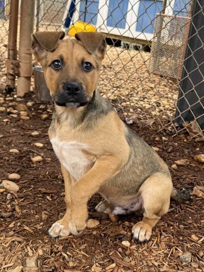 Enlarge Froto, a Adoptable mixed breed in Cumming, GA image 2/3