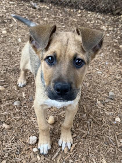 Enlarge Froto, a Adoptable mixed breed in Cumming, GA image 3/3