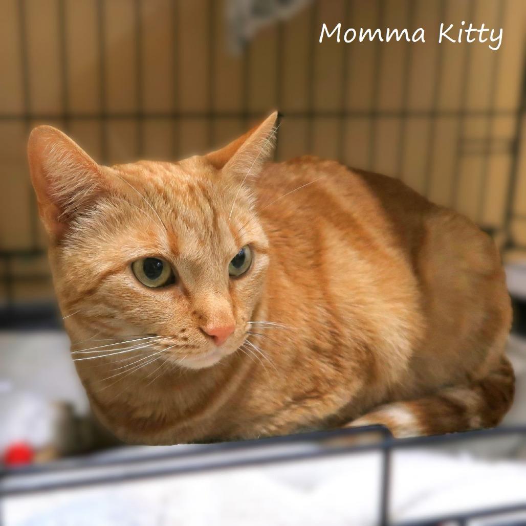 Enlarge Momma Kitty, a Adoptable Domestic Short Hair in Yucaipa, CA image 1/6