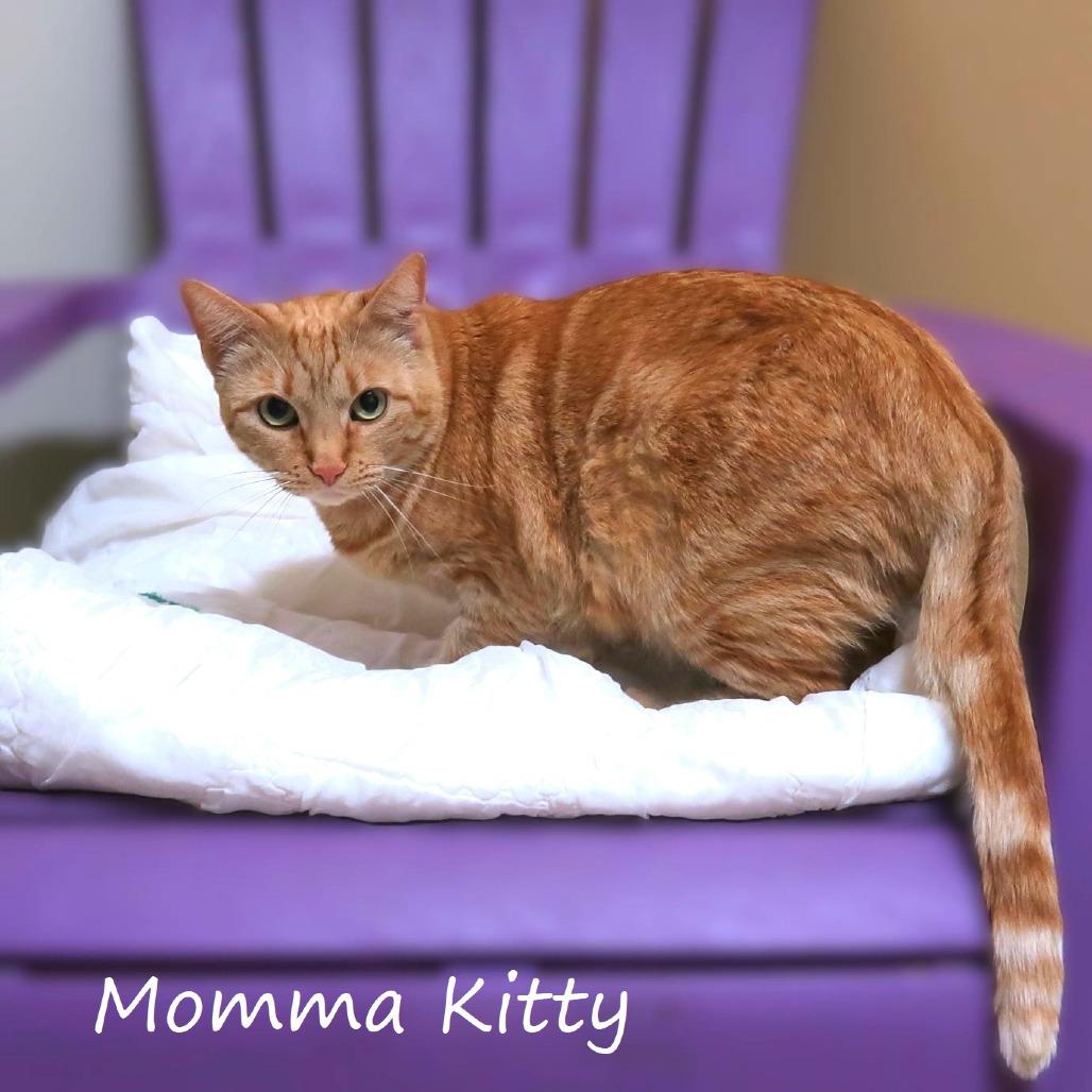 Enlarge Momma Kitty, a Adoptable Domestic Short Hair in Yucaipa, CA image 2/6